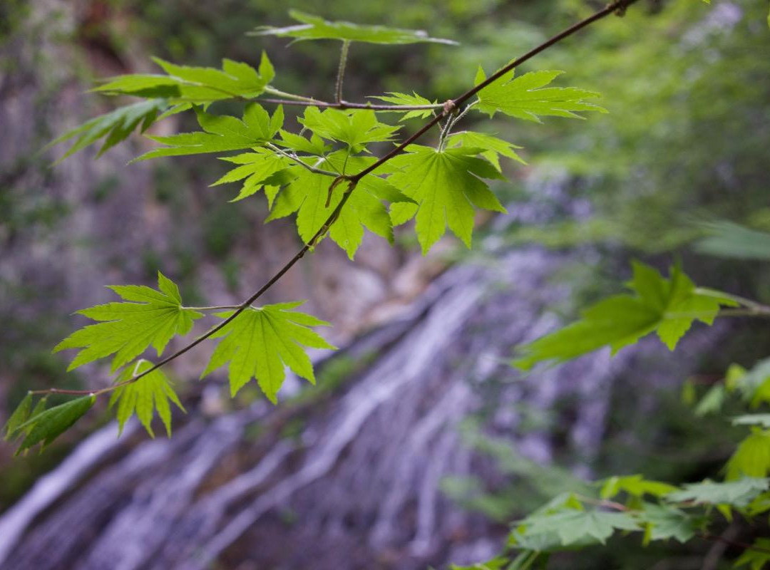 Ogura no Taki Fall景点图片