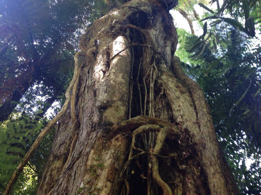 Awhina Wilderness Experience Tours景点图片