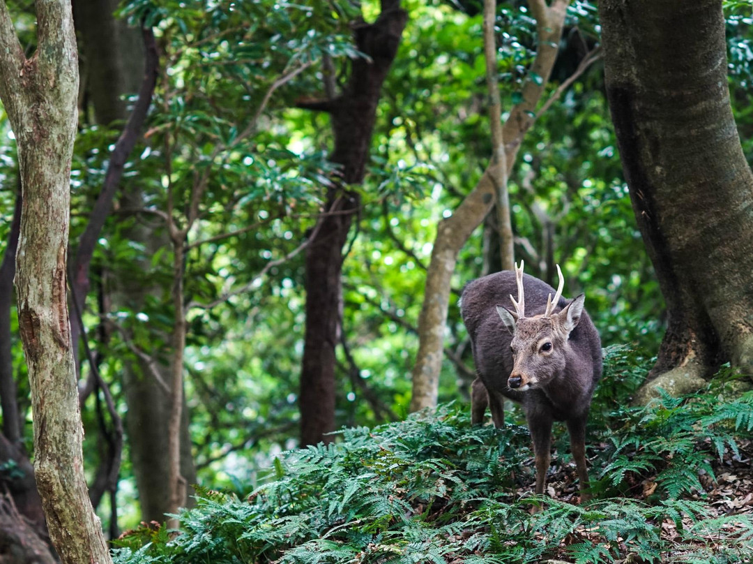 Yakushima Experience - Private Tour-屋久岛町必去景点