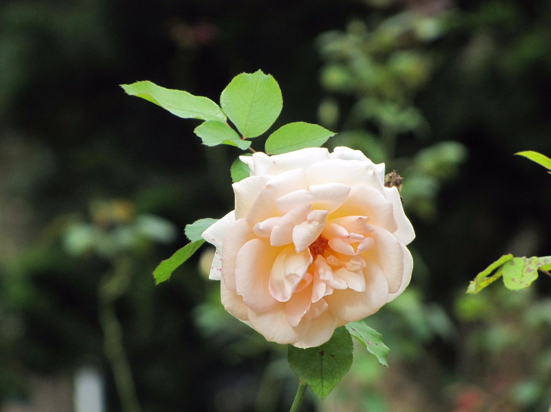 Rose Garden景点图片