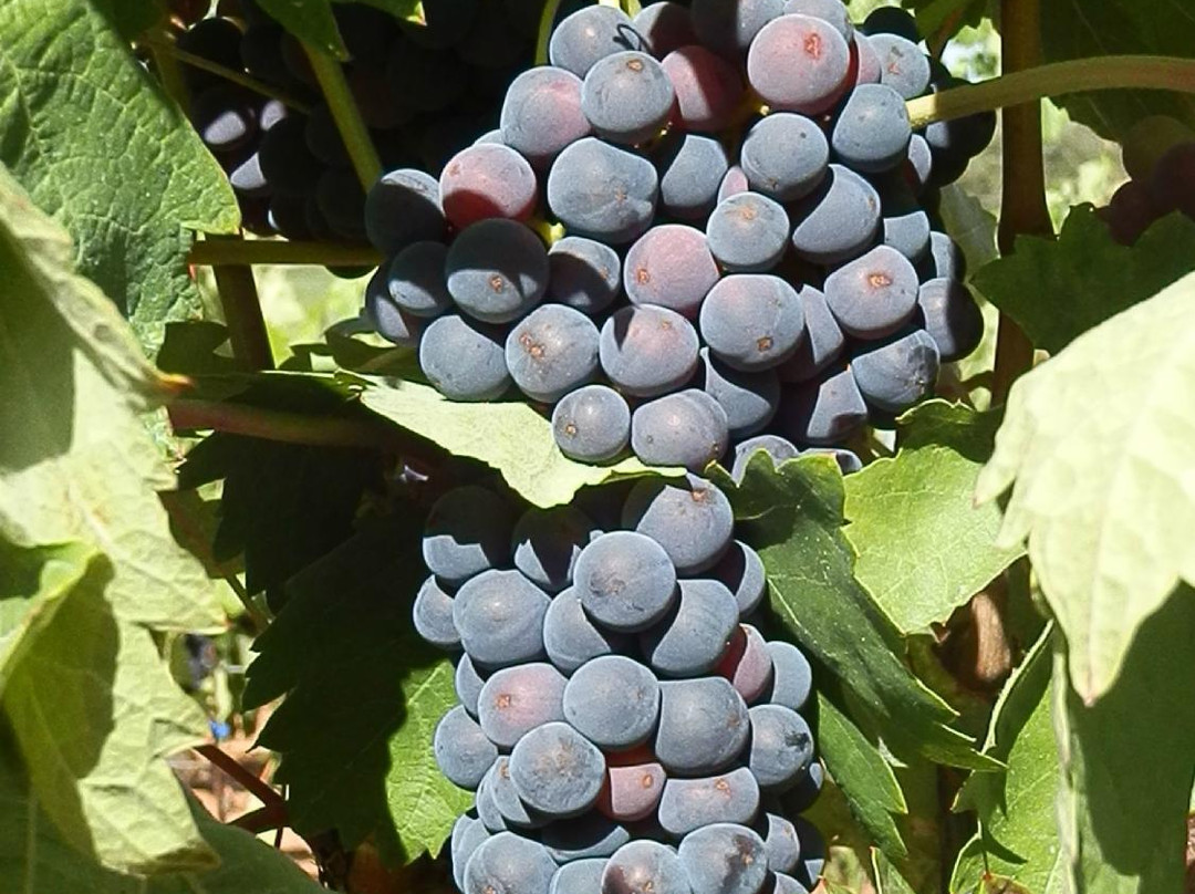 Bodega Cyan-Toro必去景点