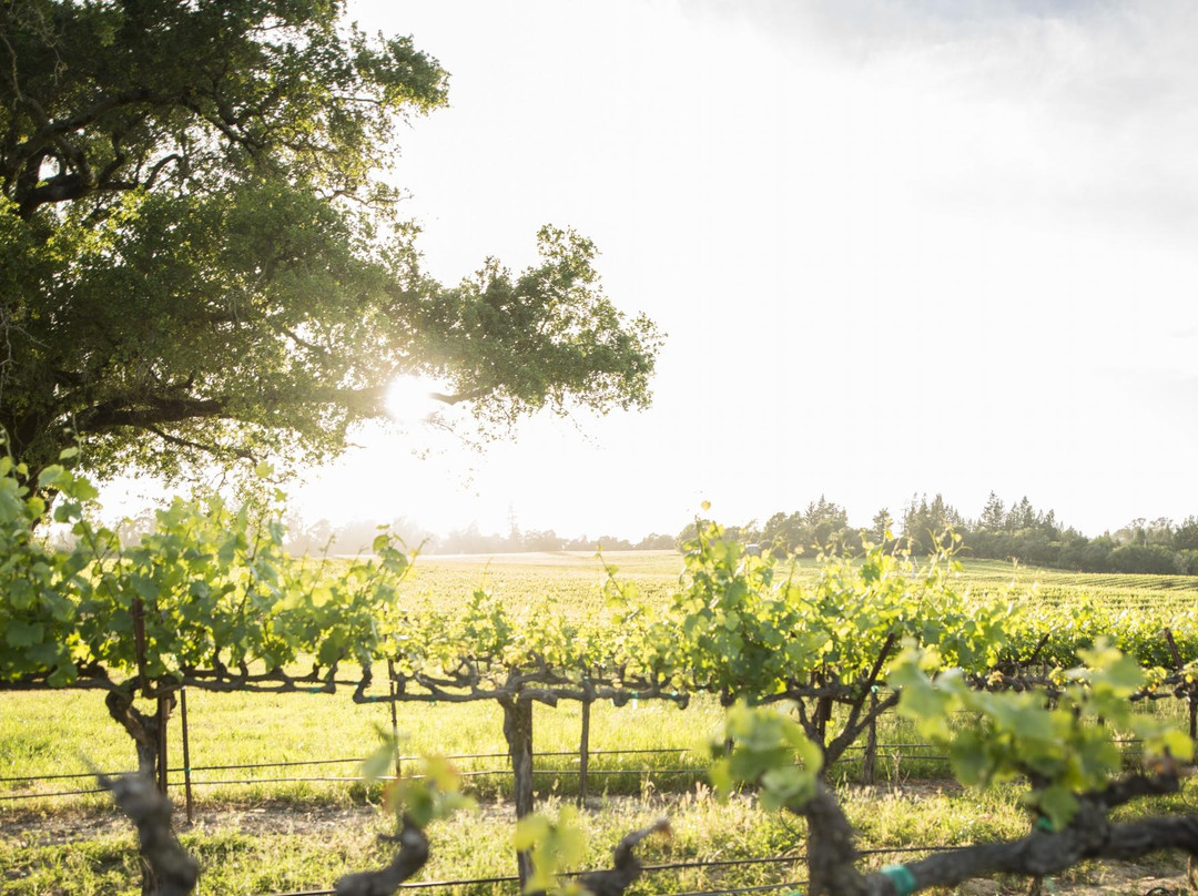 Martin Ray Vineyards & Winery景点图片