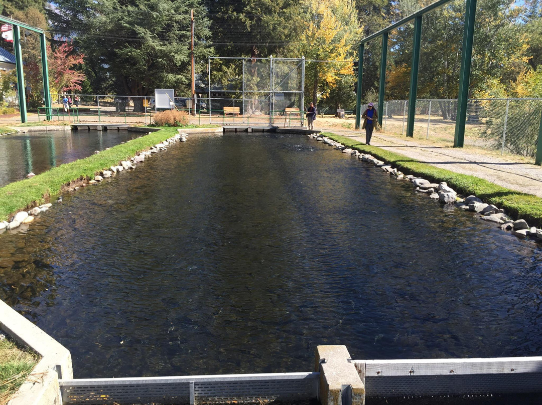 Mount Shasta Fish Hatchery景点图片