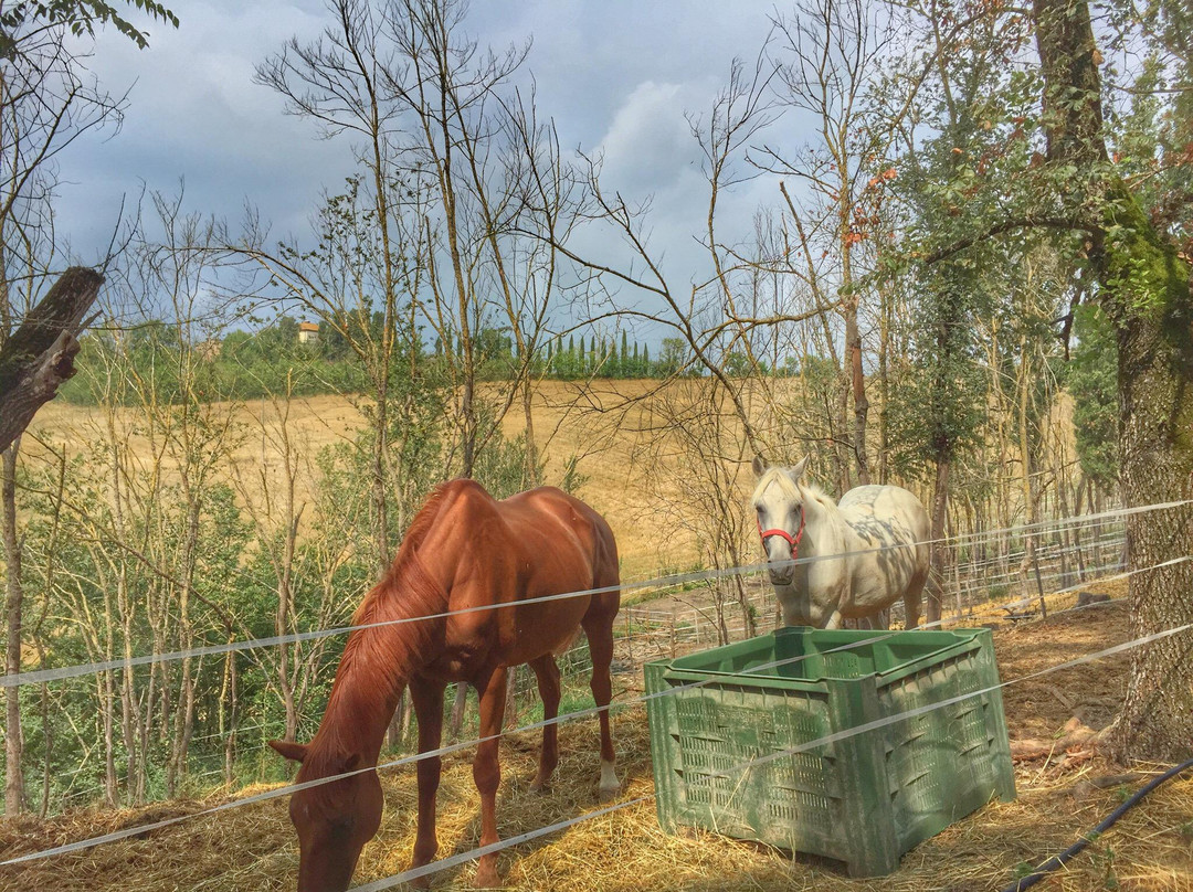 ASD Il Destriero-Buonconvento必去景点