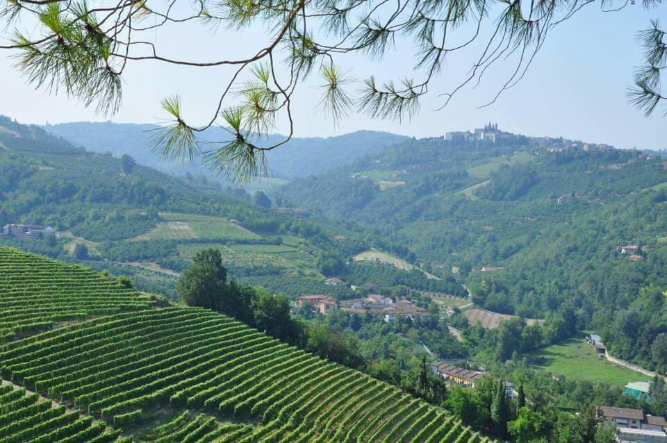 Azienda Agricola Bricco Maiolica景点图片