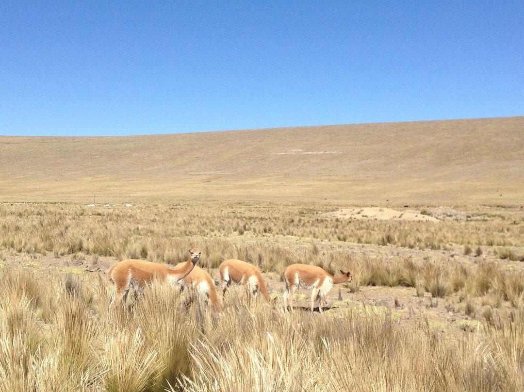 Reserva Nacional Pampa Galeras Barbara D'Achille-Ayacucho必去景点