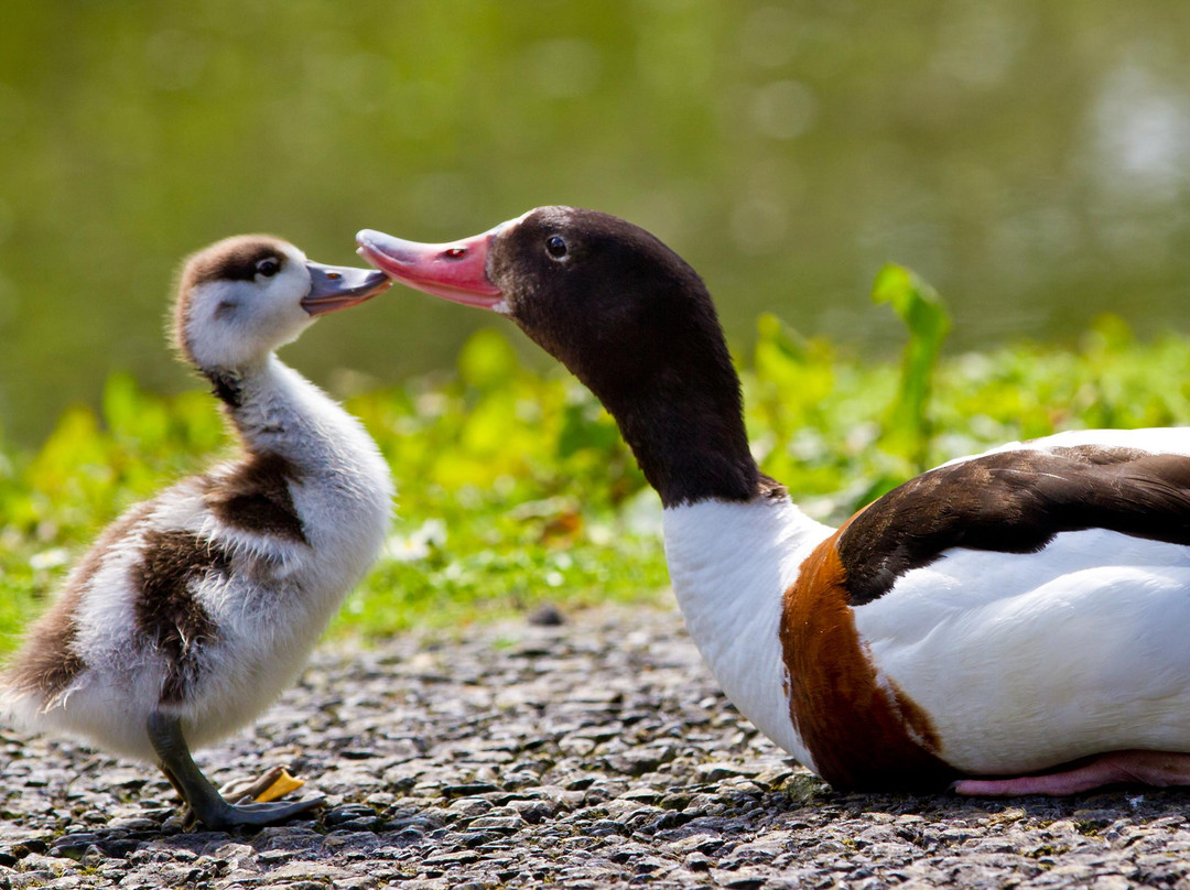WWT Llanelli Wetland Centre景点图片