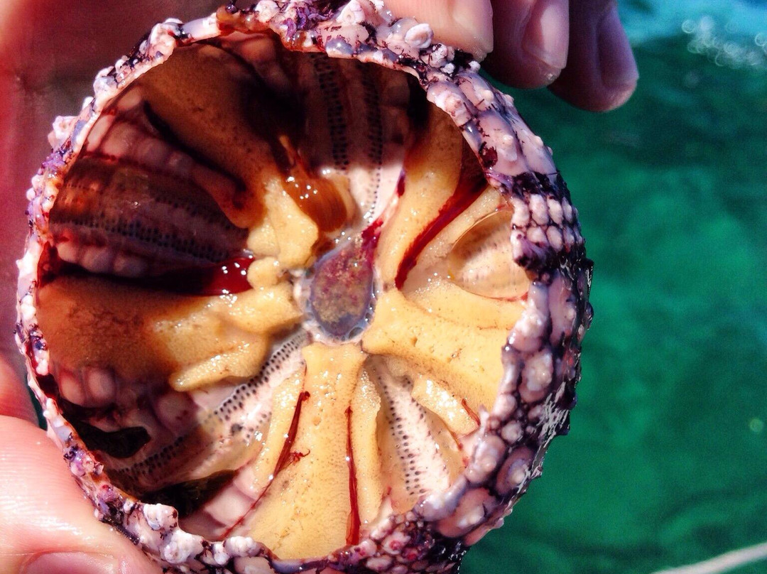 海洋梦想家环岛游-拉普拉普必去景点