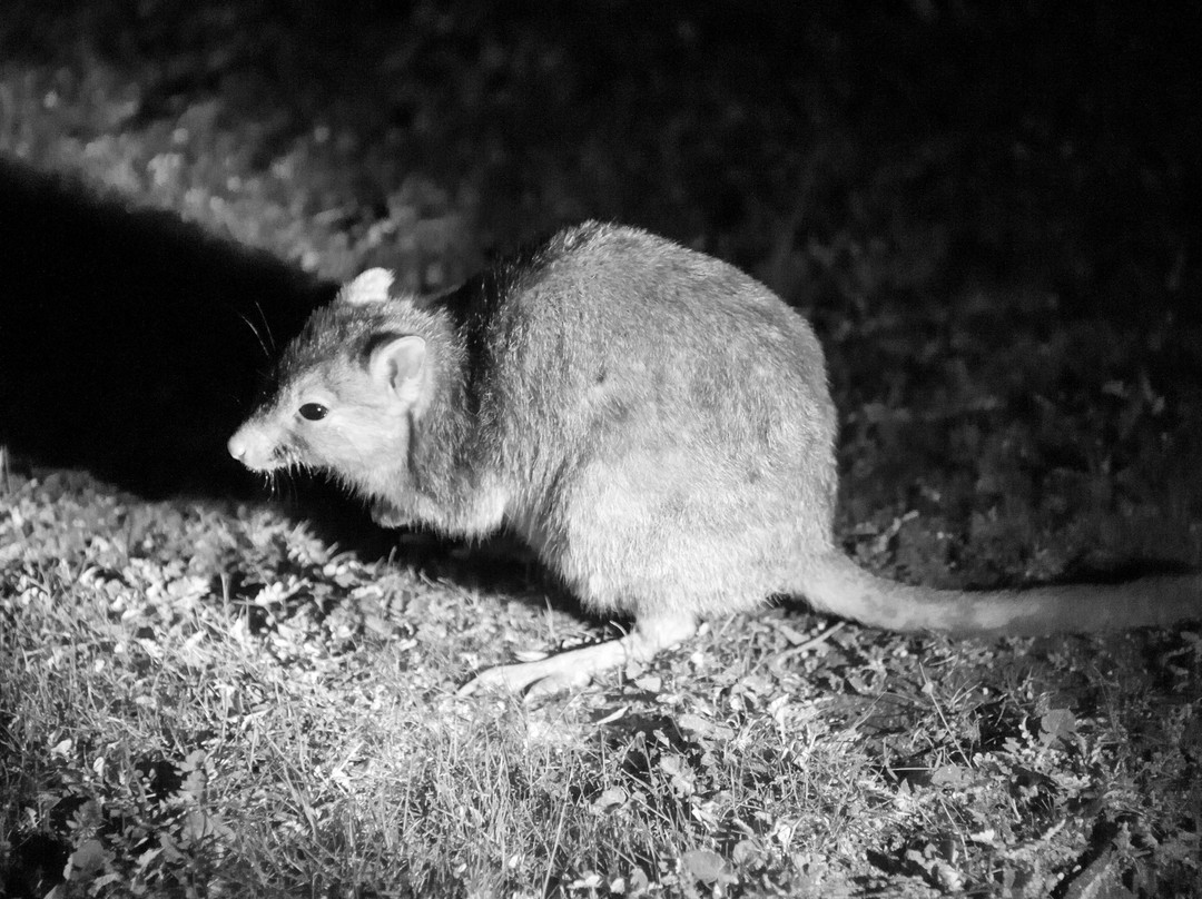 Barna Mia Nocturnal Wildlife Experience景点图片