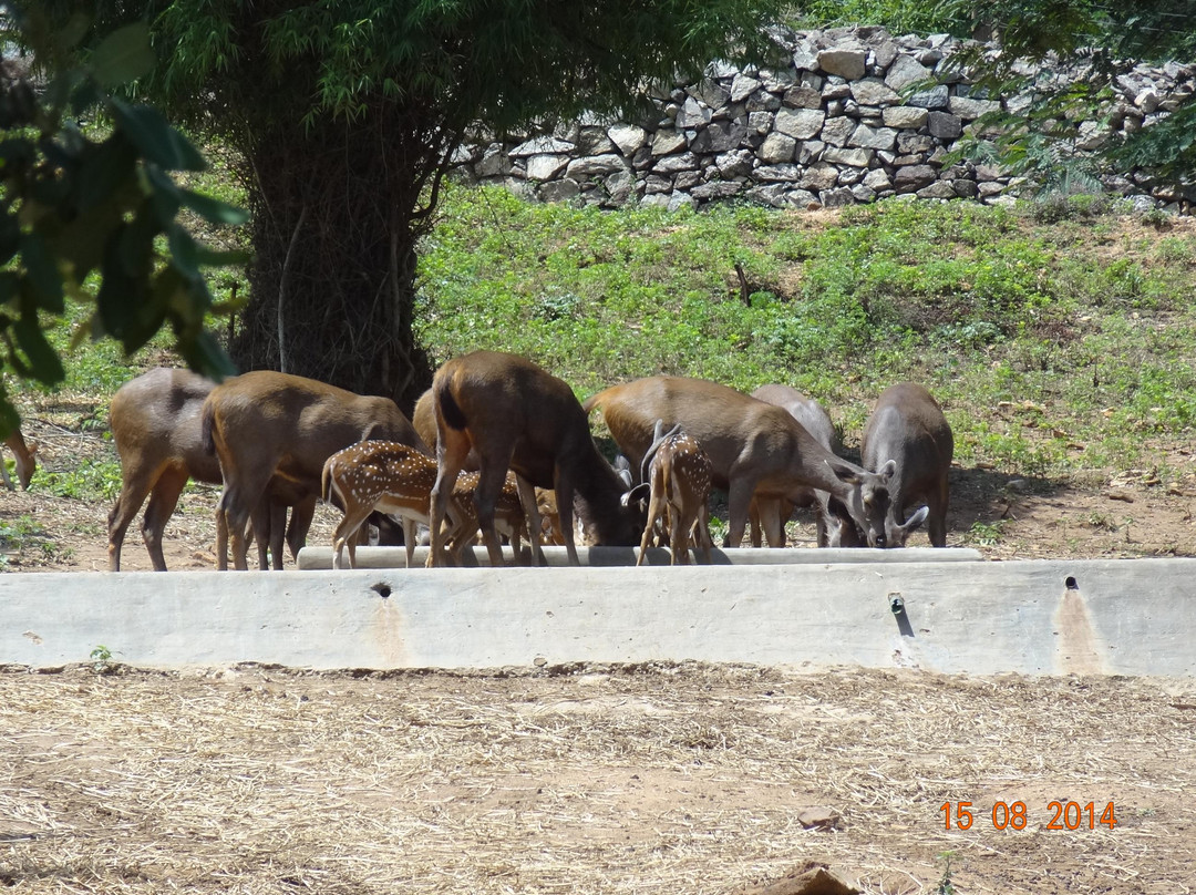 Bannerughatta Biological Park景点图片