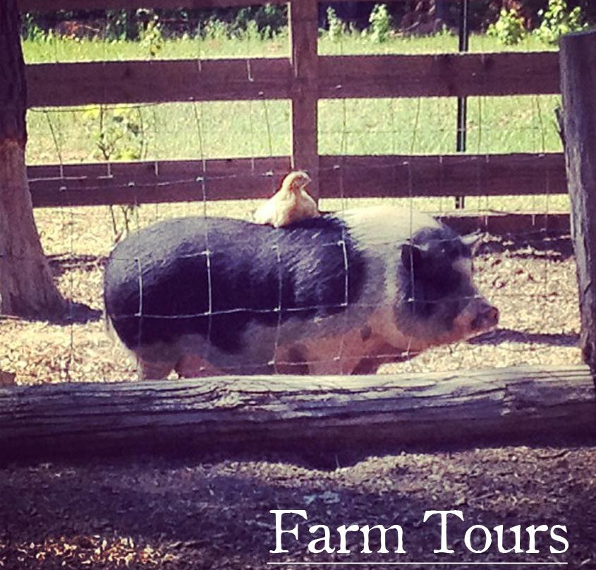 Crooked Pines Farm-Eatonton必去景点