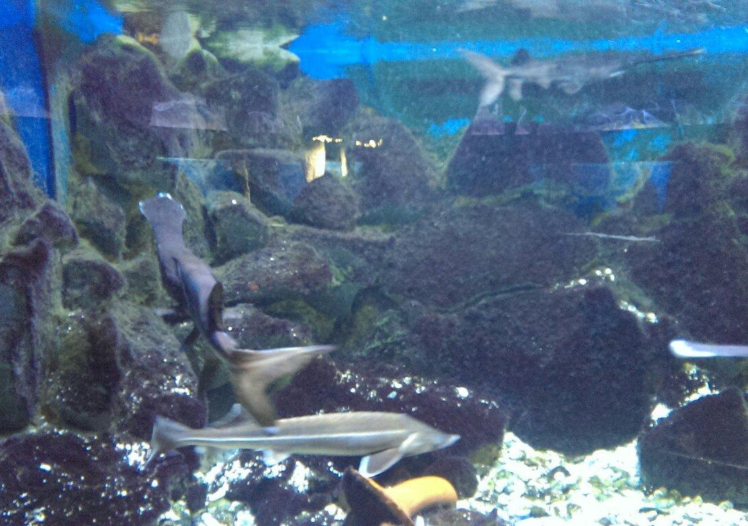 Alushta Aquarium-阿卢什塔必去景点