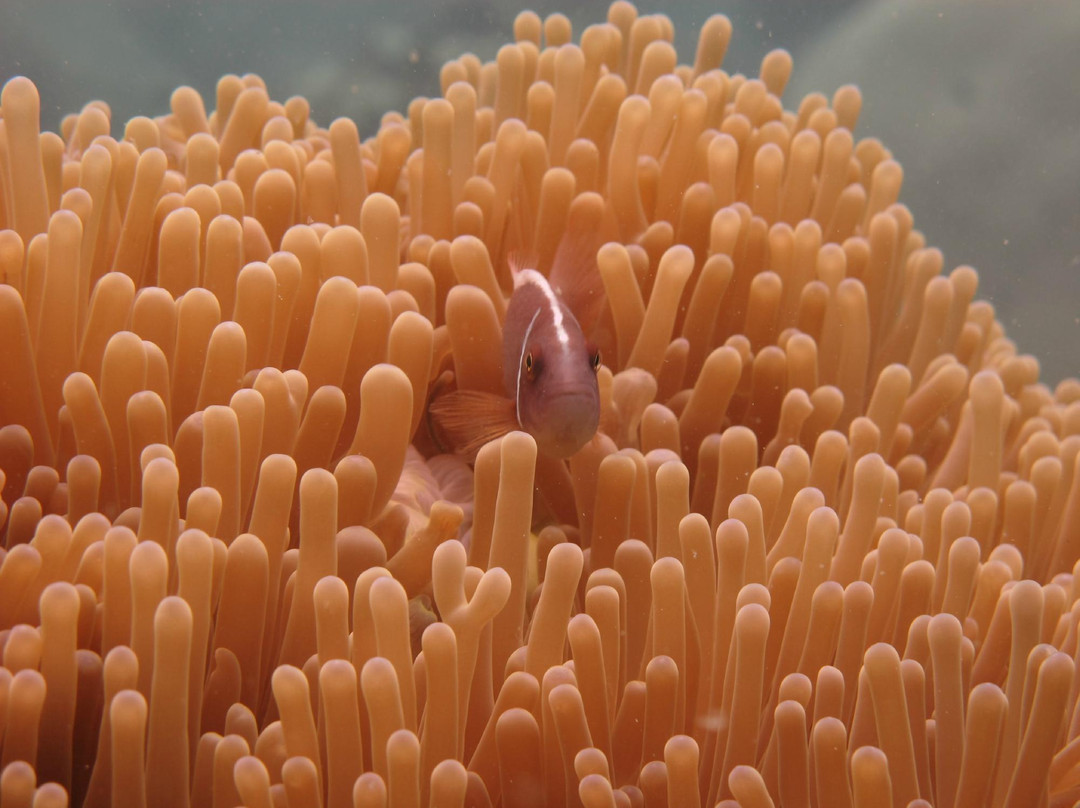 探索潜水中心-波普特必去景点