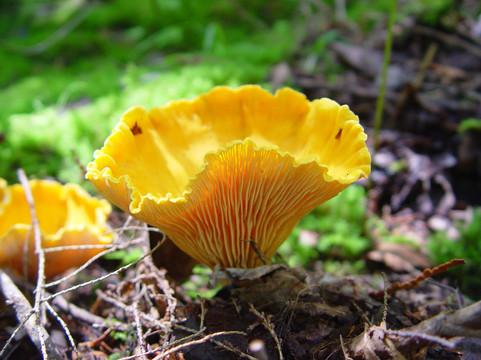 Downeast Lakes Land Trust-Grand Lake Stream必去景点