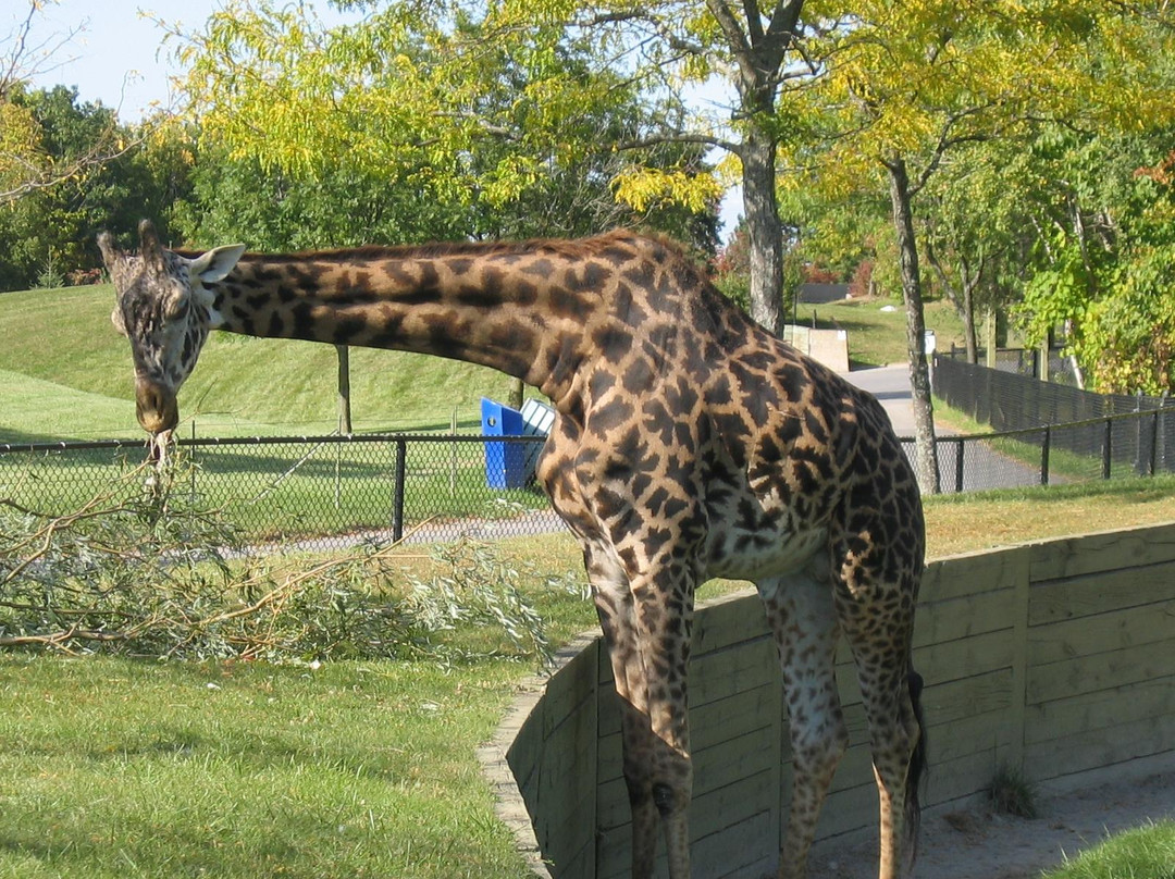 多伦多动物园-多伦多必去景点