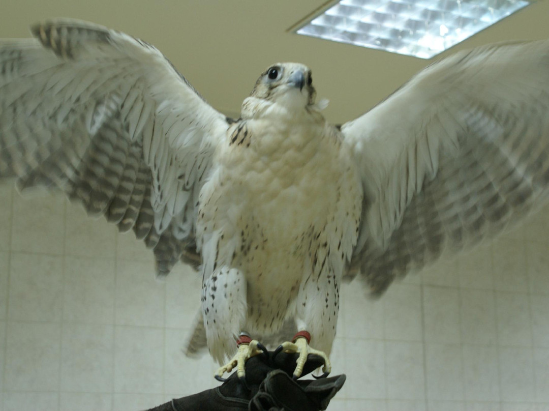 猎鹰医院-阿布扎比必去景点