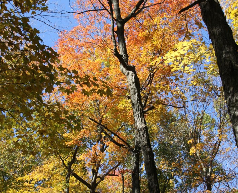 Turkey Mountain Nature Preserve景点图片
