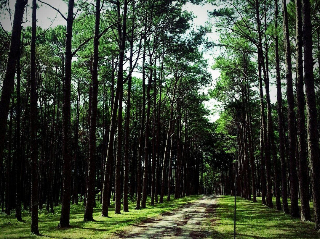 Bo Kaeo Pine Tree Garden-清迈必去景点