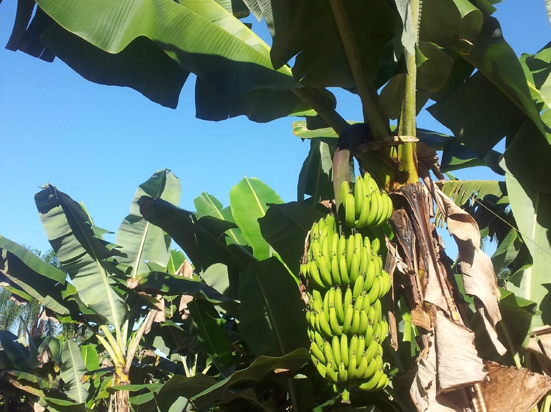 Rio Cubatao-瓜拉图巴必去景点