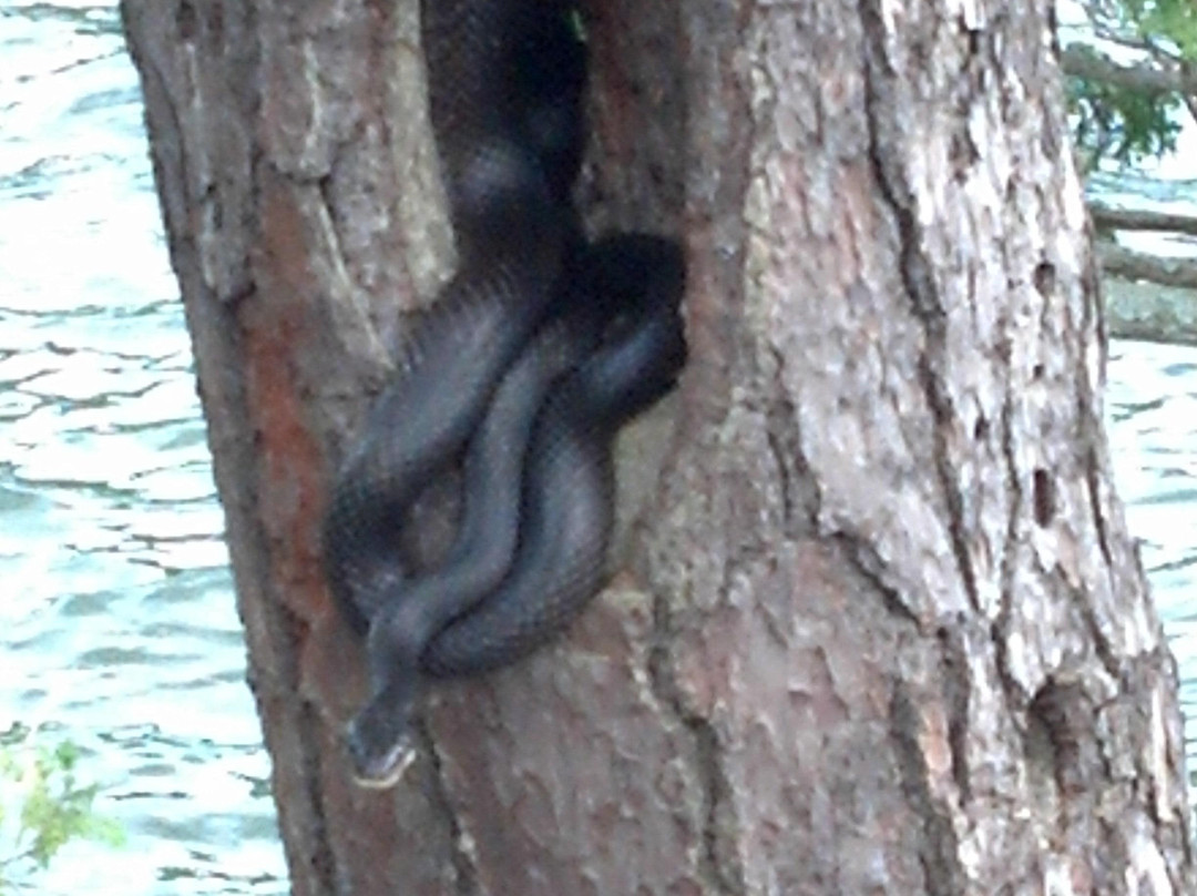 Shelving Rock Falls-乔治湖必去景点