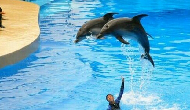 青岛海豚表演馆-青岛市必去景点