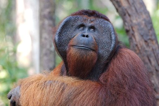 Tanjung Puting National Park-Central Kalimantan必去景点