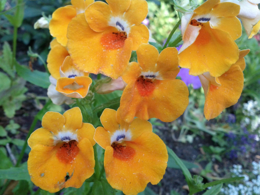 Leaming's Run Gardens景点图片