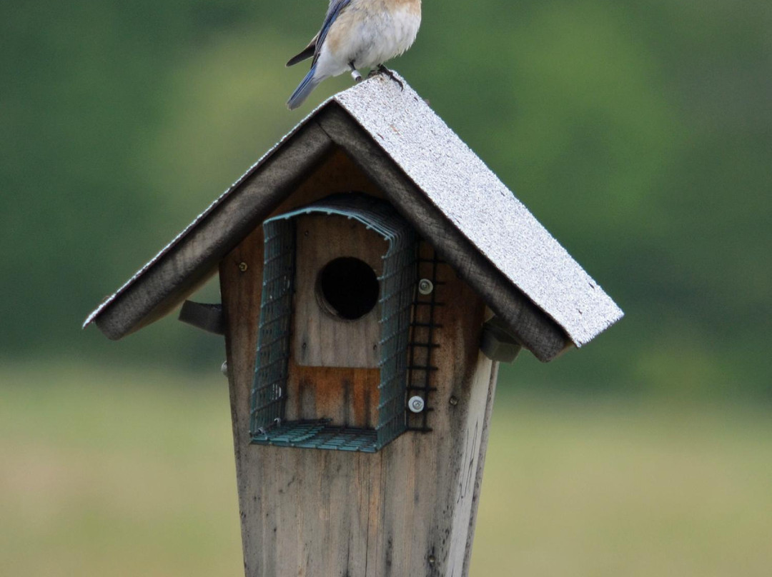 Occoquan Bay National Wildlife Refuge景点图片