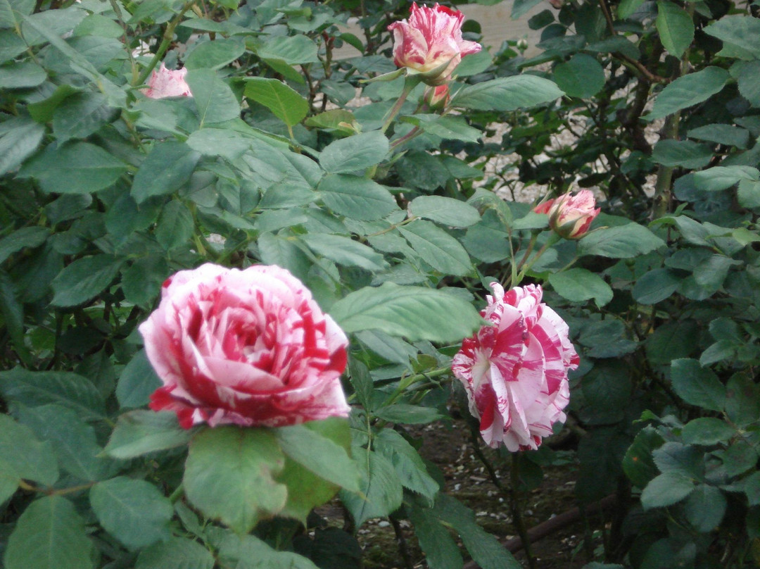 Roseto di San Giovanni景点图片