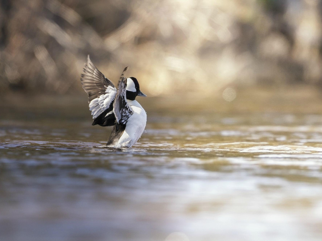 Seney National Wildlife Refuge景点图片