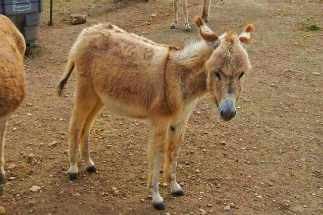 Antigua & Barbuda Humane Society-Saint Paul Parish必去景点