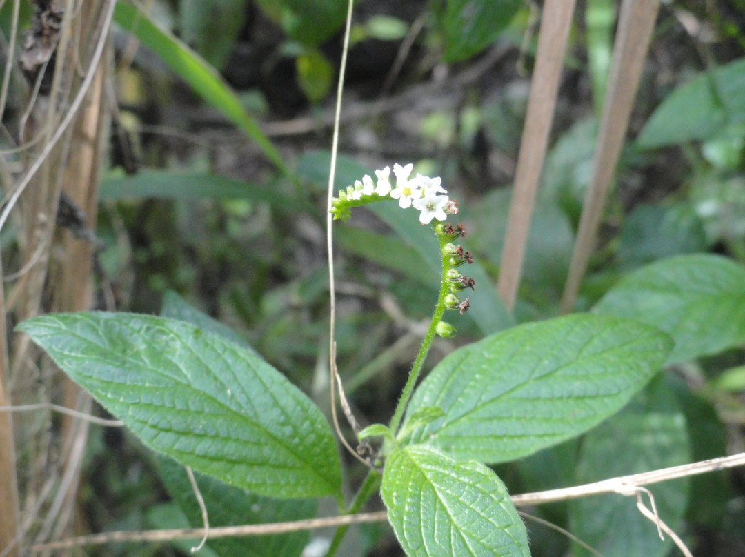 Paleo Hammock Preserve-圣露西港必去景点