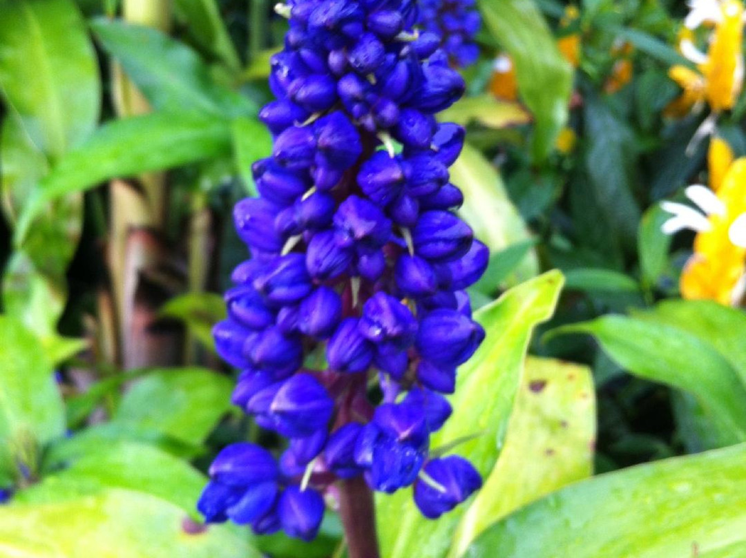 蓝姜画廊-基亚拉凯库亚必去景点