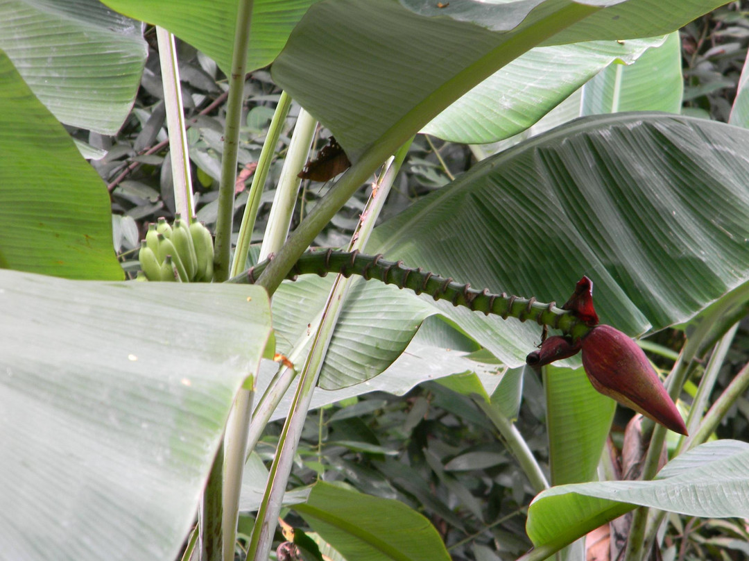 咖啡山森林保护区-吉隆坡必去景点