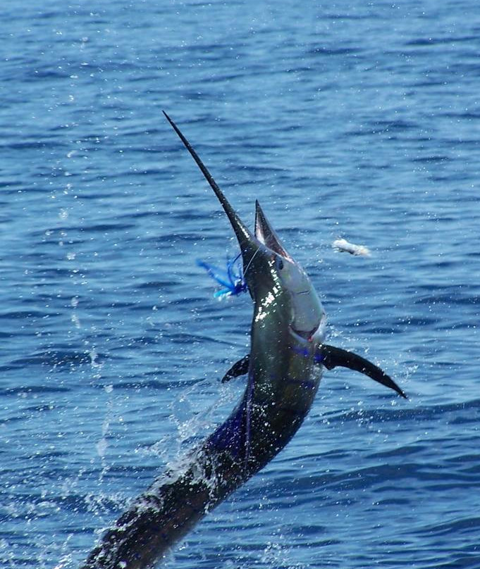 Panama Big Game Fishing Club Day Tours景点图片