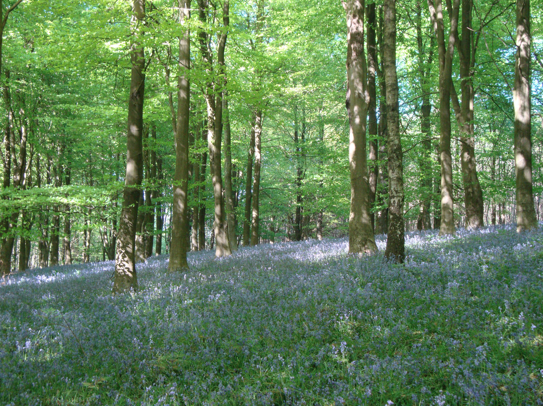 King's Wood景点图片