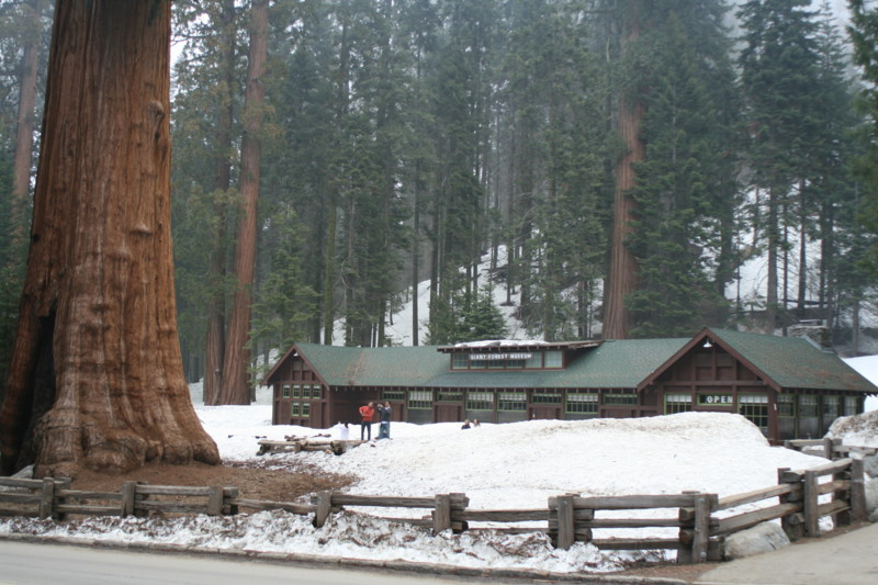 Giant Forest Museum-红杉&国王峡谷国家公园必去景点