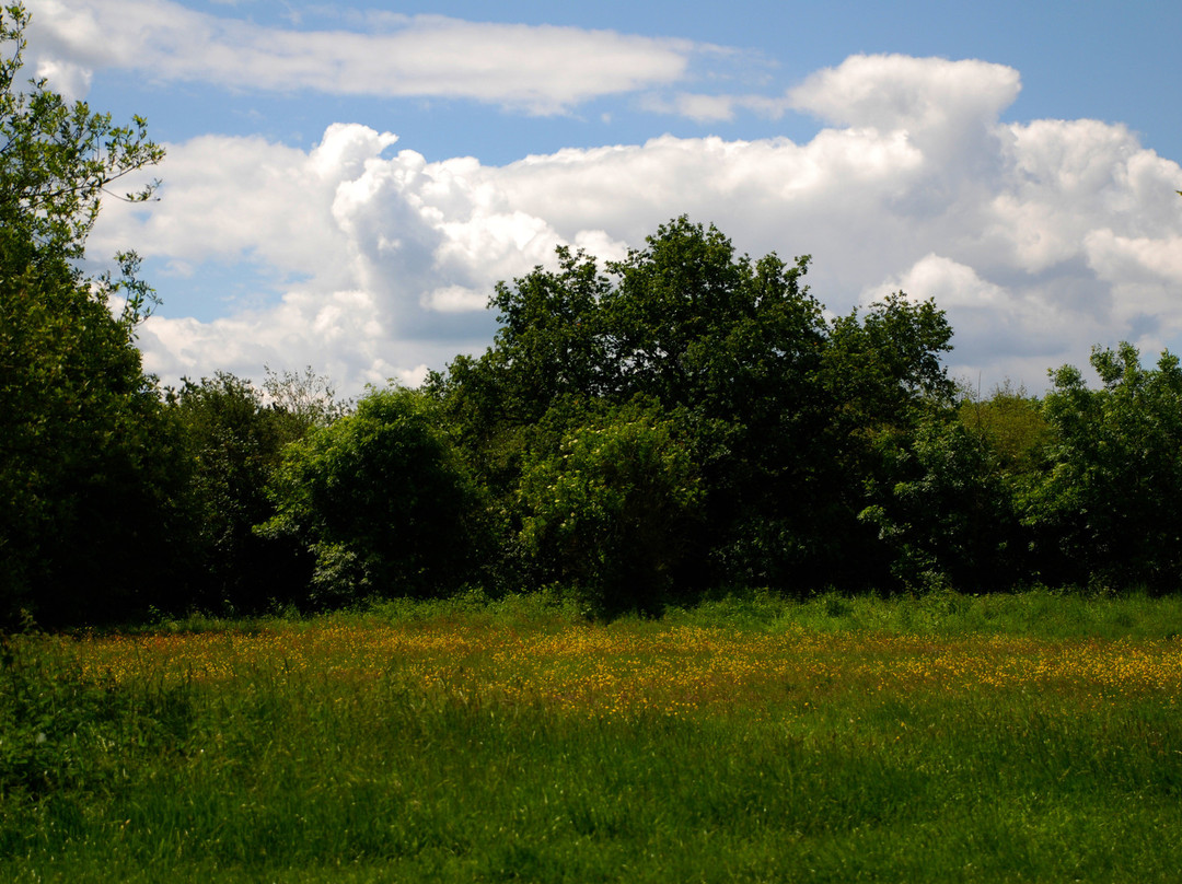 Dinton Pastures Country Park景点图片