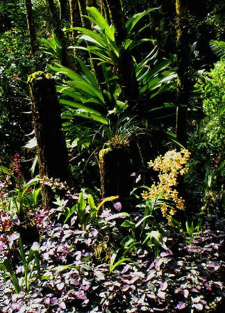 夏威夷热带植物园公园景点图片
