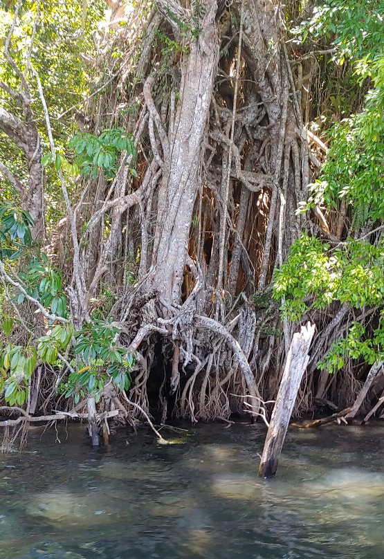 Lake Barrine Tea House-Yungaburra必去景点