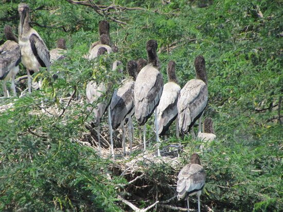 Uppalapadu Bird Sanctuary景点图片