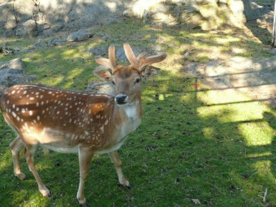 Children's Zoo-哥德堡必去景点