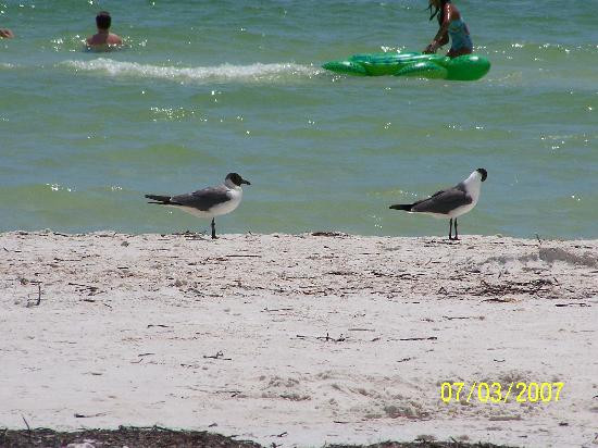Honeymoon Island State Park-达尼丁必去景点
