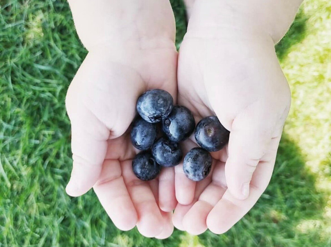 S. Kamphuis Blueberries-荷兰村必去景点