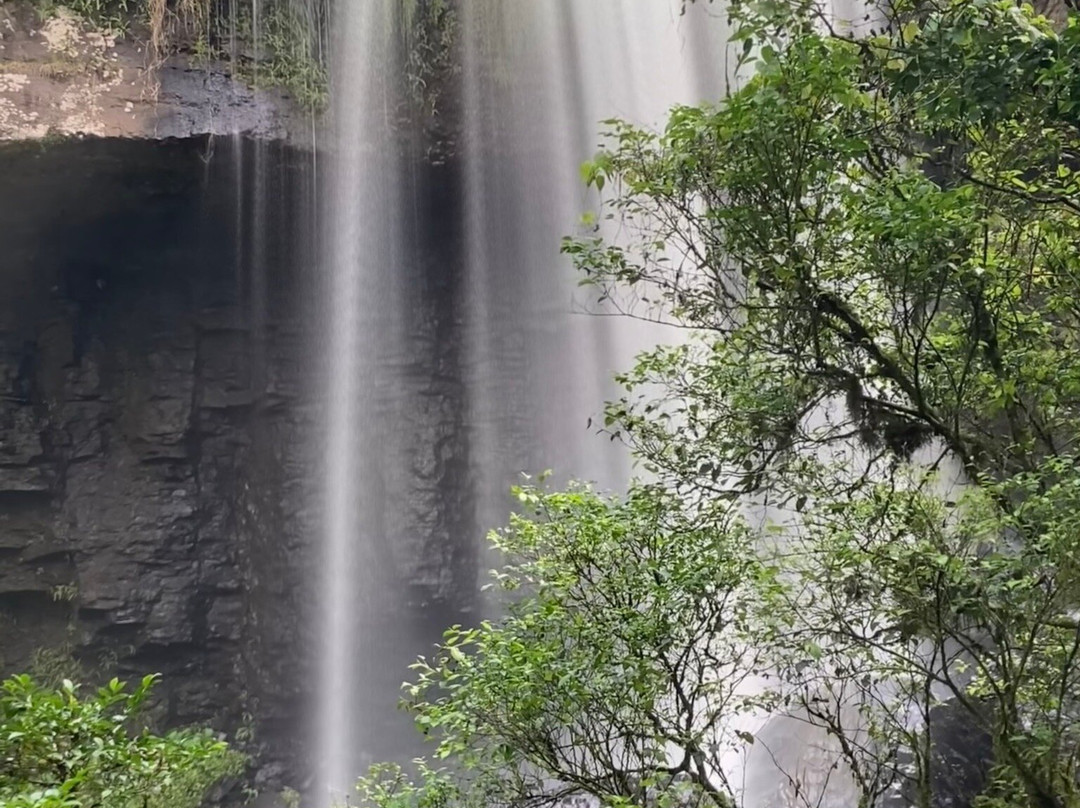 Zillie Falls-Millaa Millaa必去景点