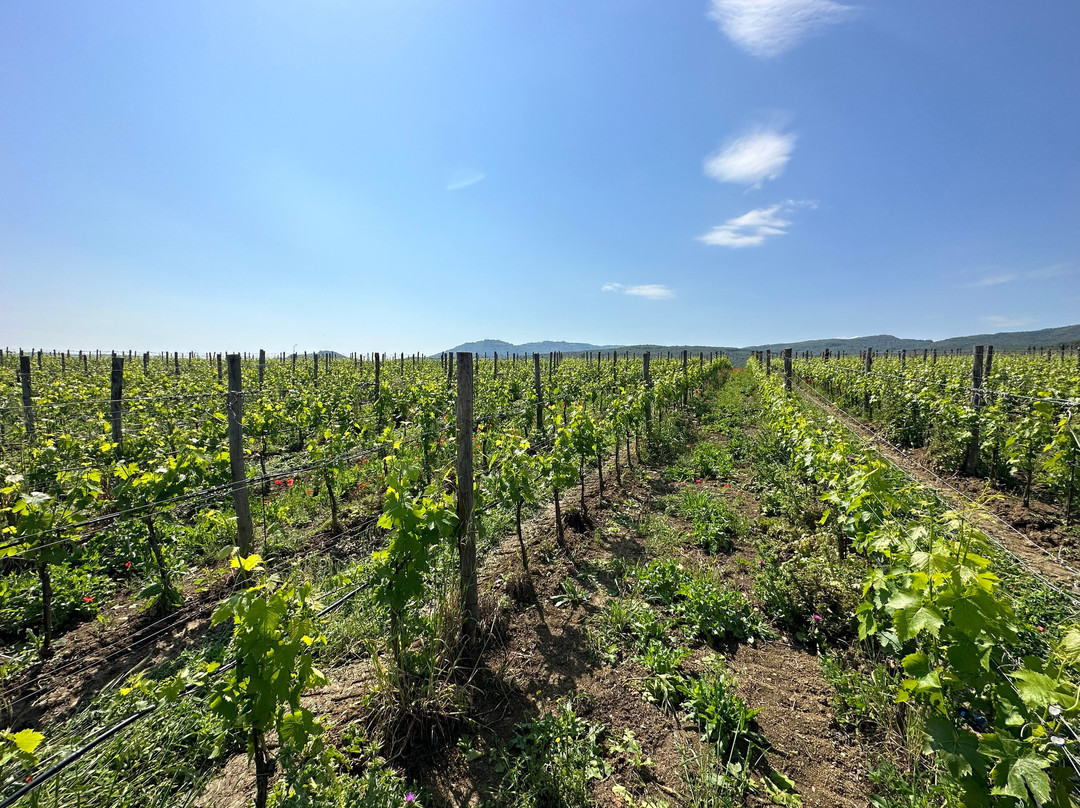 Castiglion del Bosco Winery景点图片
