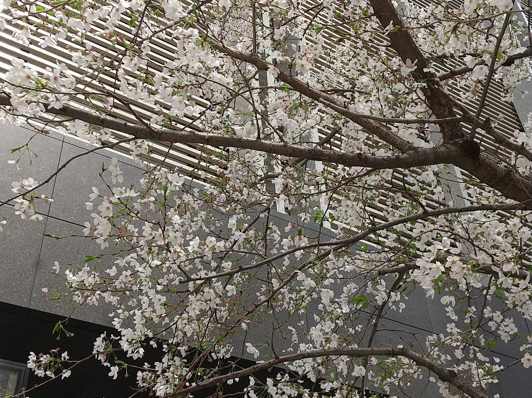 Yaesu Sakura Dori-Yaesu必去景点