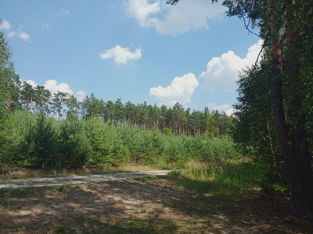Mazowiecki Park Krajobrazowy景点图片