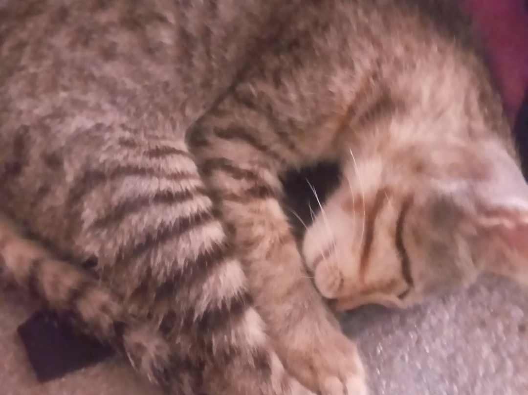 Apex Asia Travel & Trekking-博卡拉必去景点