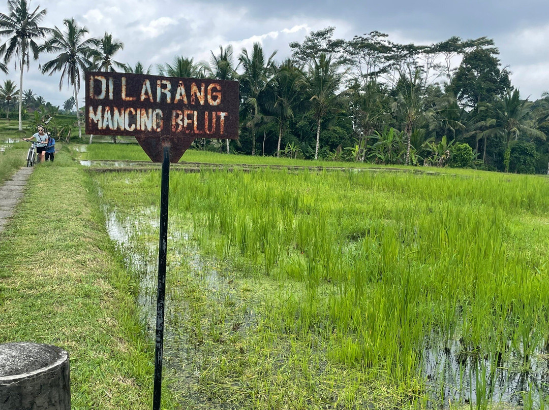 Love Bali Bike Tours景点图片